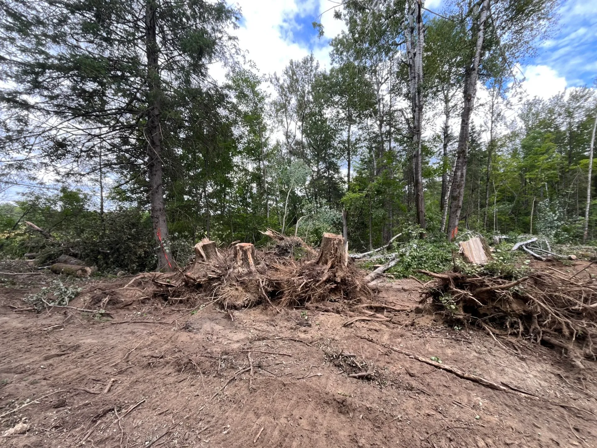 Déboisement & préparation de terrain