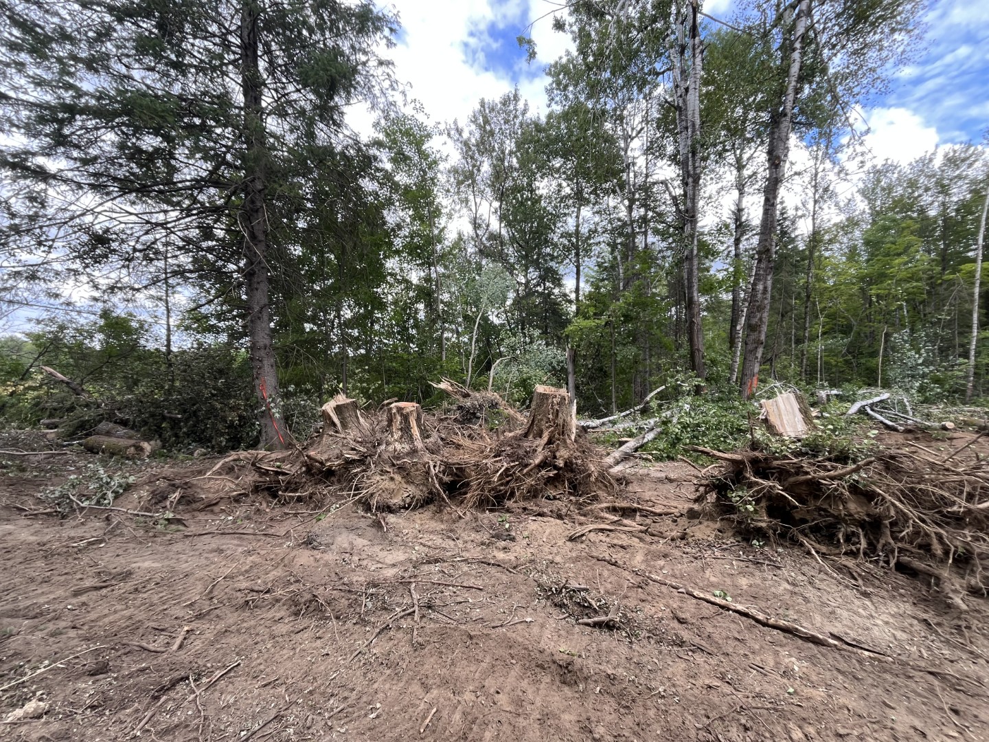 Déboisement & préparation de terrain — réalisation 1